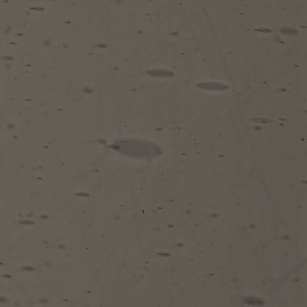 LAMBERTS 441xx LAMBERTS 441xx