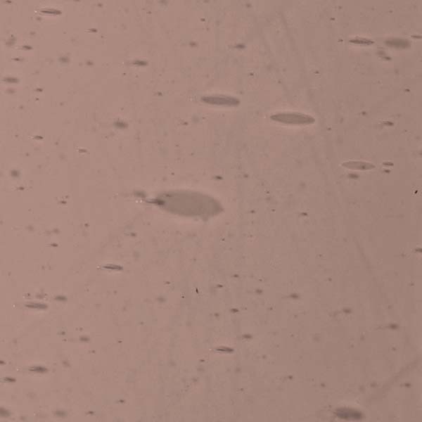 LAMBERTS 2443xx LAMBERTS 2443xx