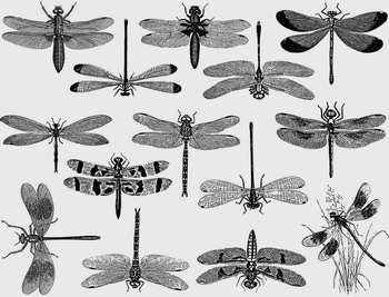 Fusing Decal Dragonfly gold Fusing Decal Dragonfly gold