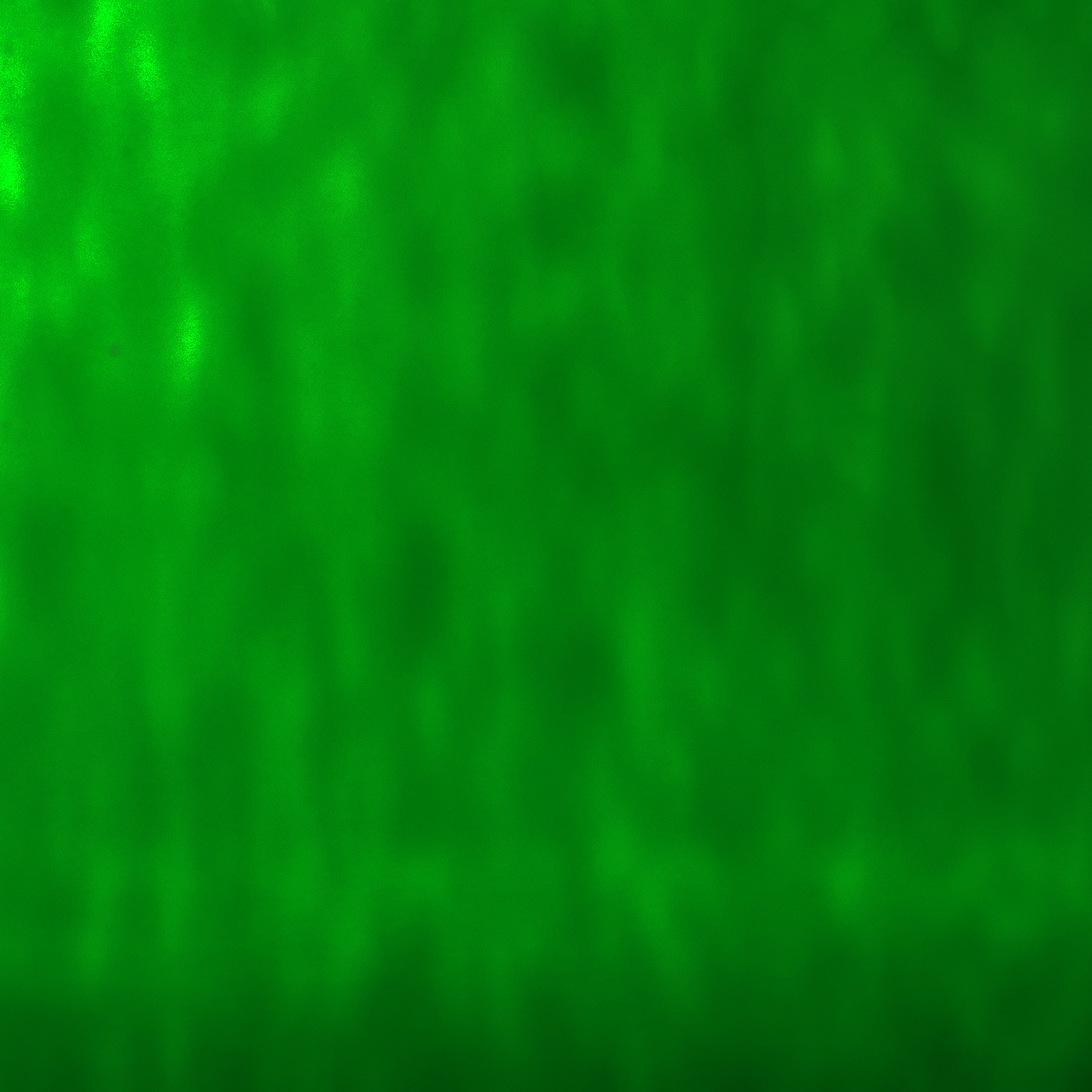 OCEANSIDE Spectrum 125W-F