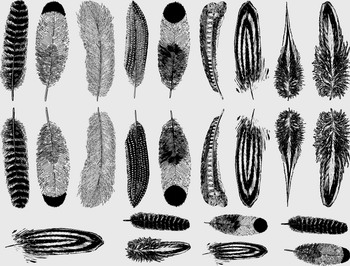 Fusing Decal small Feathers black Fusing Decal small Feathers black