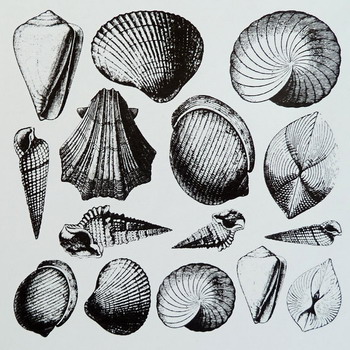 Fusing Decal Seashell black Fusing Decal Seashell black