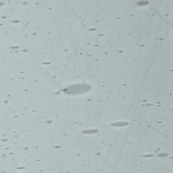 LAMBERTS 443xx LAMBERTS 443xx