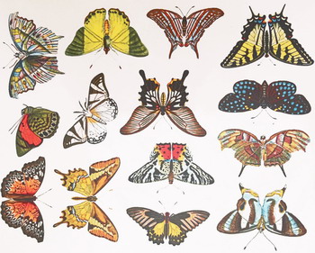 Calcomanía fusing mariposas multicolores Calcomanía fusing mariposas multicolores