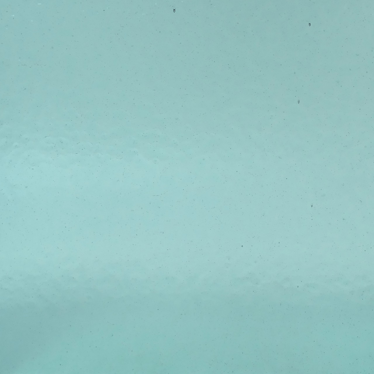 WISSMACH 235 Corella Classic 82x53cm WISSMACH 235 Corella Classic 82x53cm