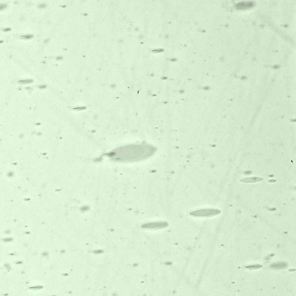 LAMBERTS 320xx LAMBERTS 320xx