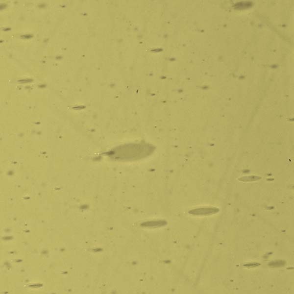 LAMBERTS 2651xx LAMBERTS 2651xx