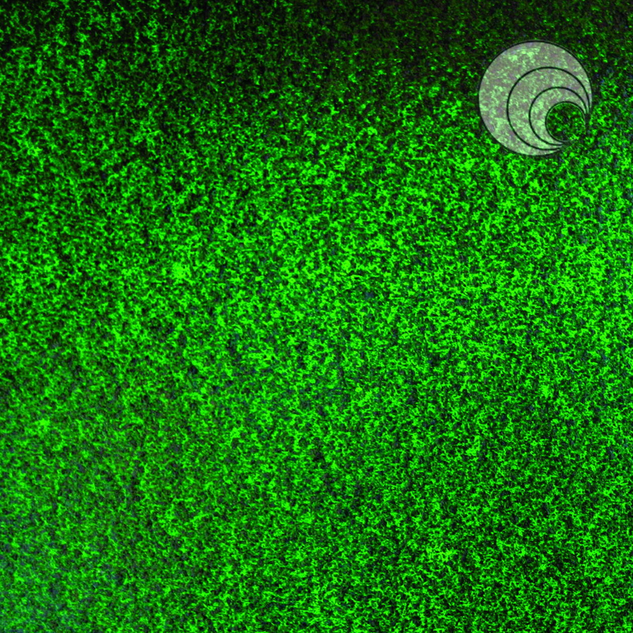 Oceanside Fritas F1-128-F-8 polvo 240g Oceanside Fritas F1-128-F-8 polvo 240g