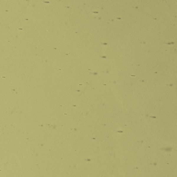 LAMBERTS 4210 U LAMBERTS 4210 U