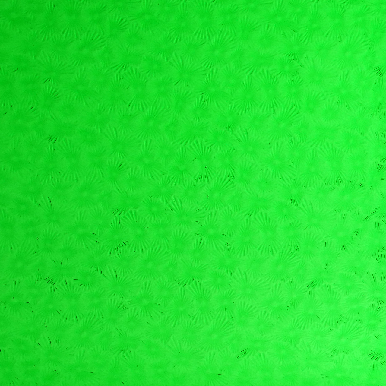 WISSMACH 343 Florentine 82x53cm WISSMACH 343 Florentine 82x53cm