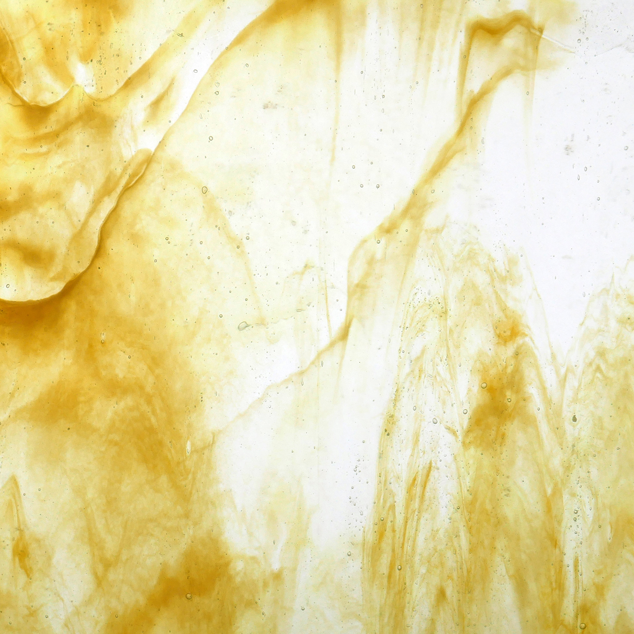 YOUGHIOGHENY Laburnum SP YOUGHIOGHENY Laburnum SP