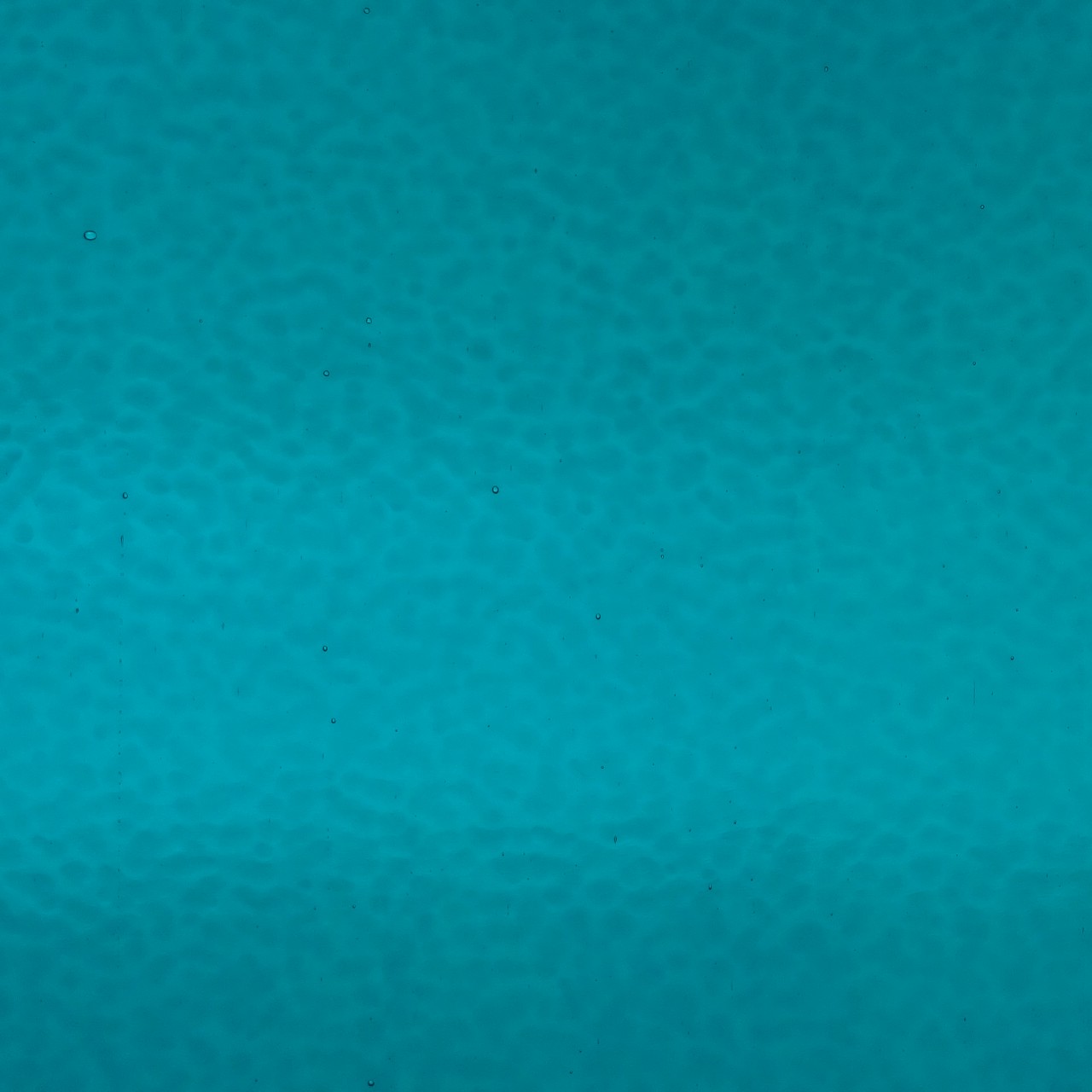 WISSMACH 364 Corella Classic 82x53cm WISSMACH 364 Corella Classic 82x53cm