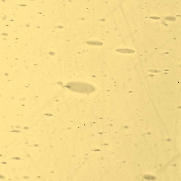 LAMBERTS 65xx LAMBERTS 65xx