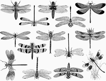 Fusing Decal Dragonfly silver Fusing Decal Dragonfly silver