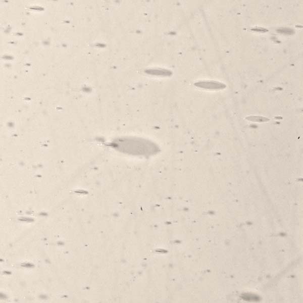 LAMBERTS 362xx LAMBERTS 362xx