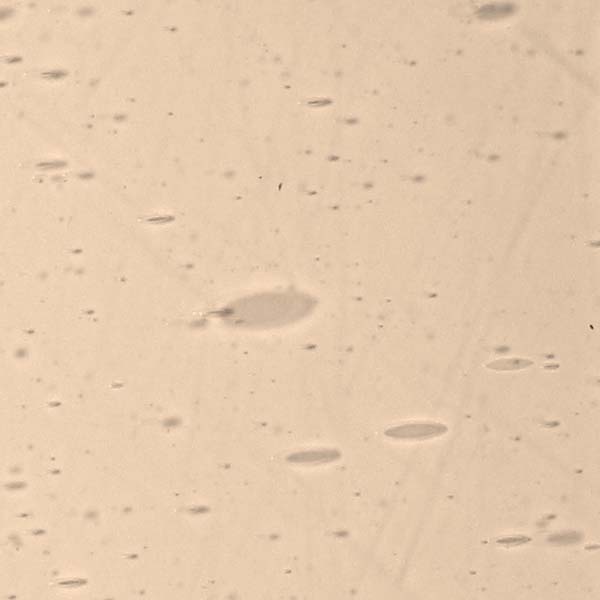 LAMBERTS 687xx LAMBERTS 687xx