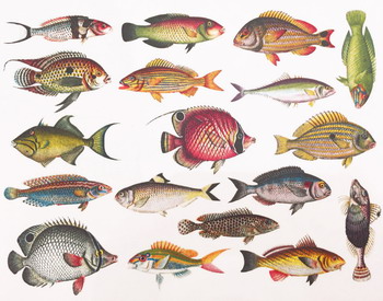 Fusing Decal colorful Fish #1 Fusing Decal colorful Fish #1