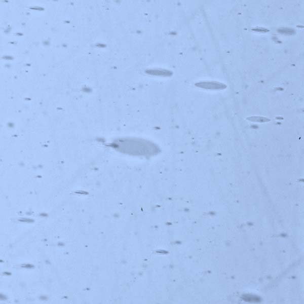 LAMBERTS 905xx LAMBERTS 905xx