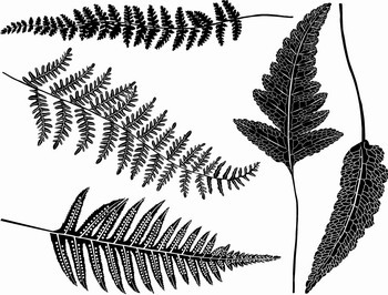 Fusing Decal Ferns black Fusing Decal Ferns black