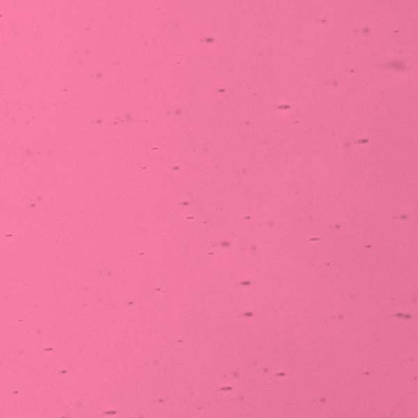 LAMBERTS 1042 U LAMBERTS 1042 U