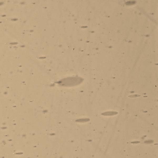 LAMBERTS 1904xx LAMBERTS 1904xx