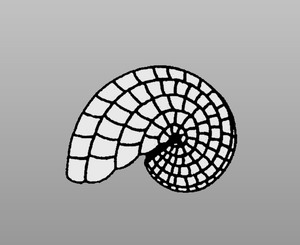 Lampenform Nautilus 16cm